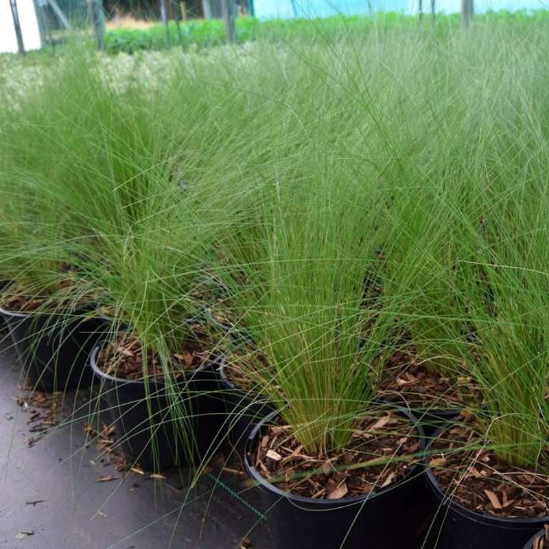 Stipa tenuissima 'Pony Tails' ---